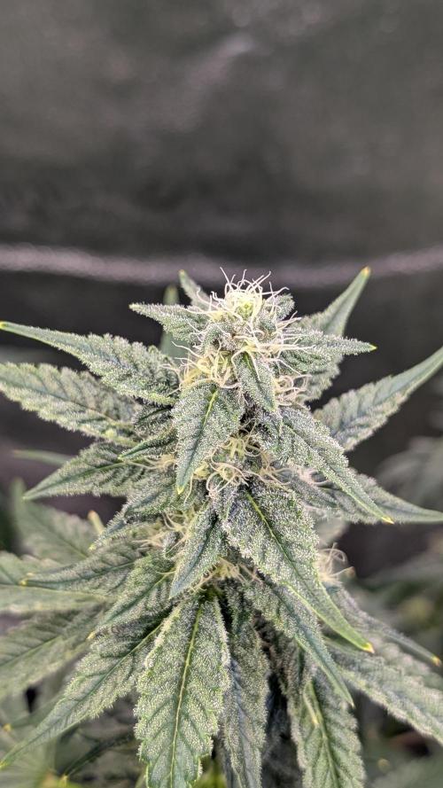 Tahoe OG Kush - 12/12 Reg Grow. Week 9
