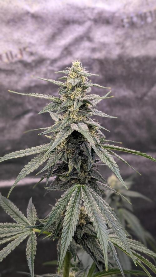 Tahoe OG Kush - 12/12 Reg Grow. Week 9