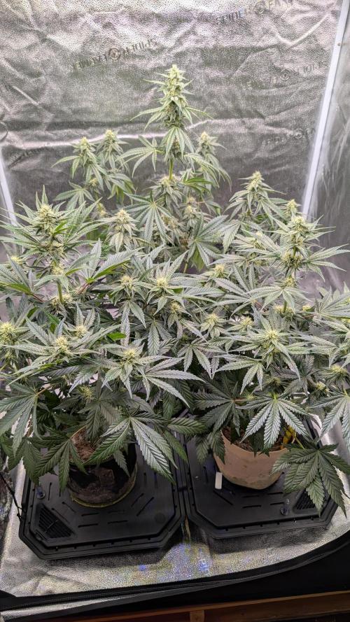 Tahoe OG Kush - 12/12 Reg Grow. Week 9