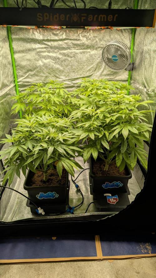 Rotten Berries. Week 9