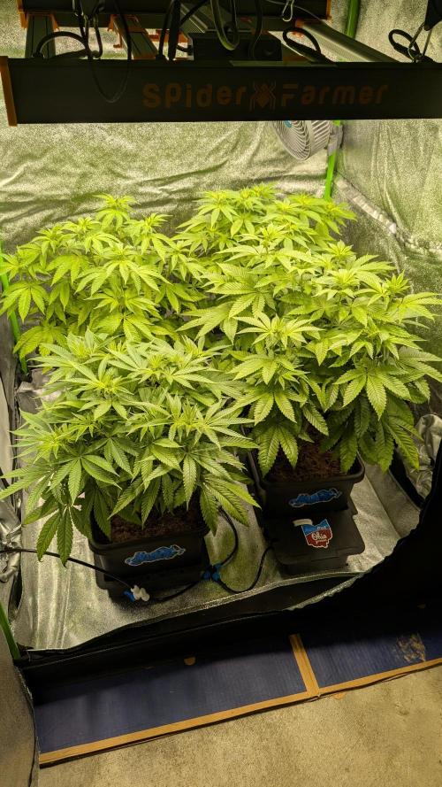 Rotten Berries. Week 9