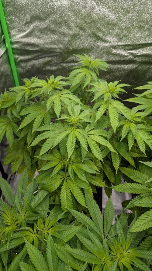 Rotten Berries. Week 9