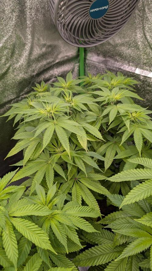Rotten Berries. Week 9