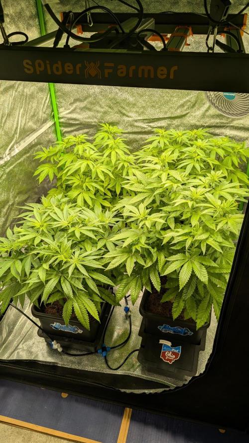 Rotten Berries. Week 9