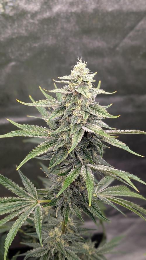 Tahoe OG Kush - 12/12 Reg Grow. Week 10