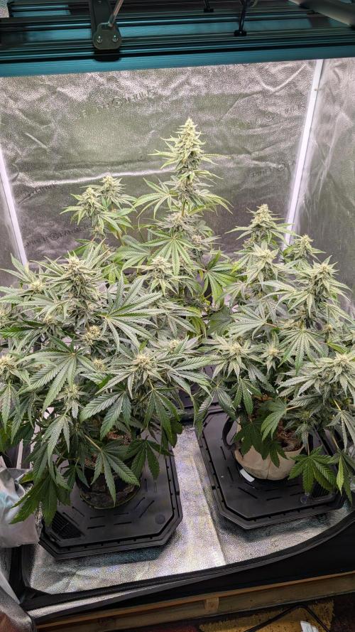 Tahoe OG Kush - 12/12 Reg Grow. Week 10