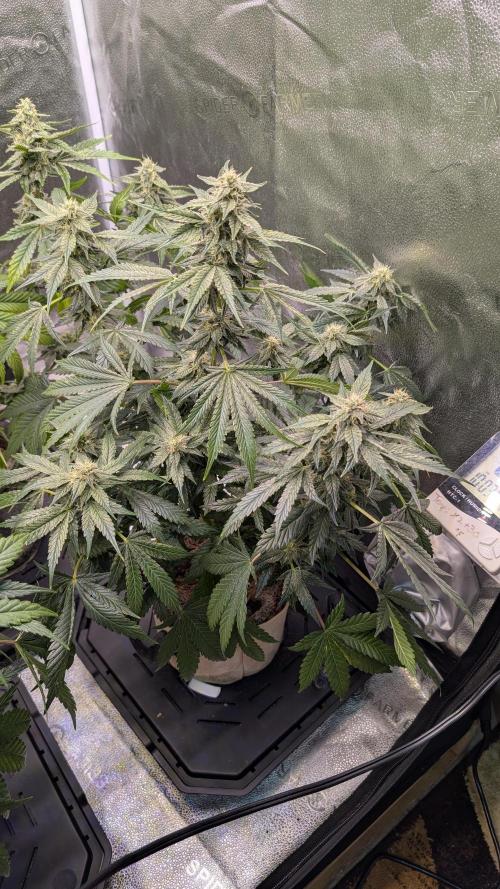 Tahoe OG Kush - 12/12 Reg Grow. Week 10