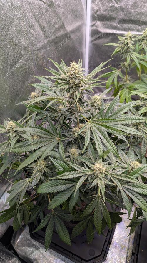 Tahoe OG Kush - 12/12 Reg Grow. Week 10