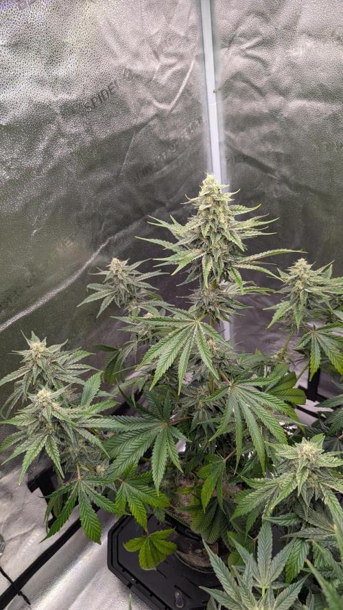 Tahoe OG Kush - 12/12 Reg Grow. Week 10
