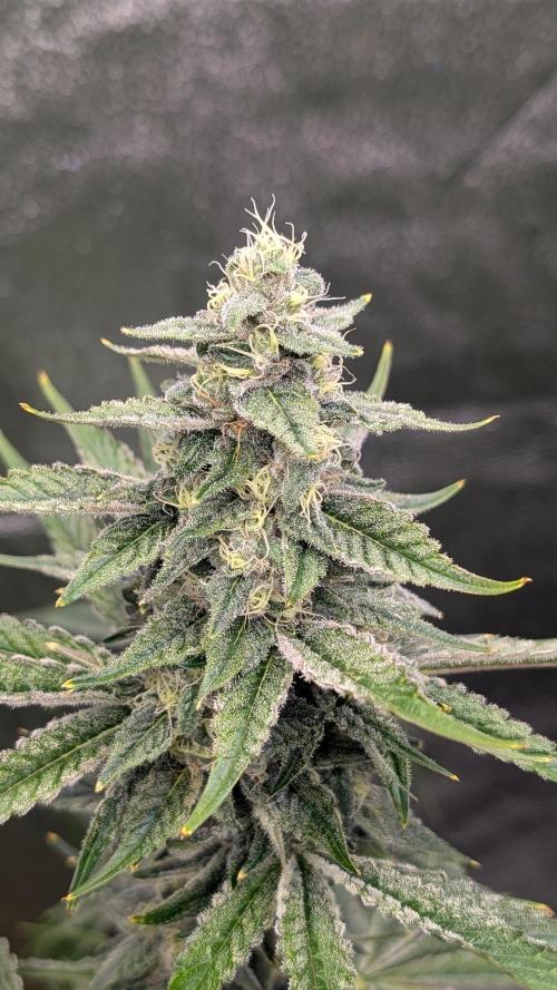 Tahoe OG Kush - 12/12 Reg Grow. Week 10