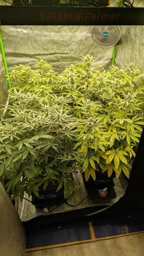 Rotten Berries. Week 11