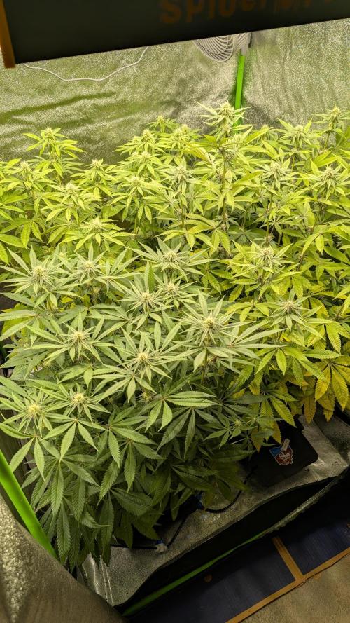 Rotten Berries. Week 11