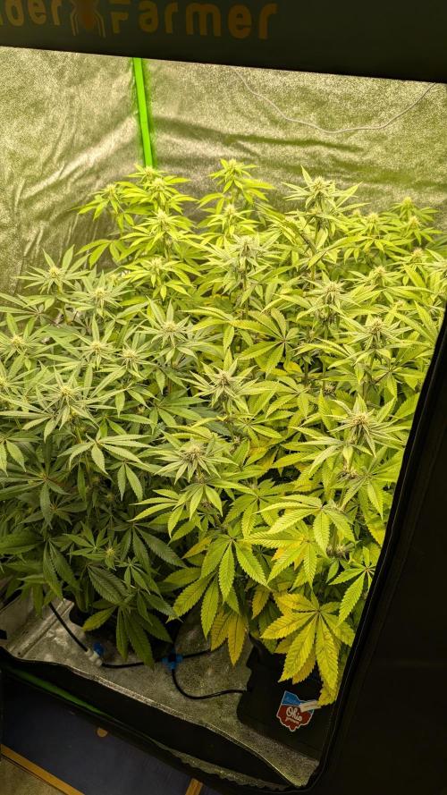 Rotten Berries. Week 11