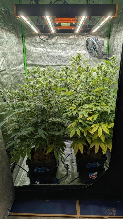 Rotten Berries. Week 11