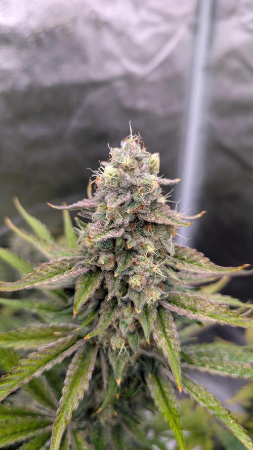 Tahoe OG Kush - 12/12 Reg Grow. Week 12