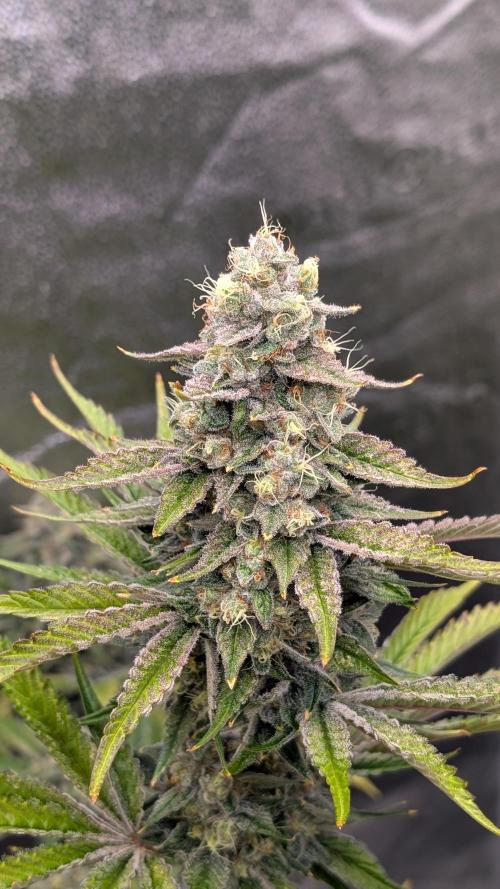 Tahoe OG Kush - 12/12 Reg Grow. Week 12