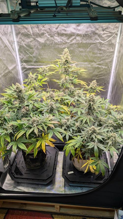 Tahoe OG Kush - 12/12 Reg Grow. Week 12