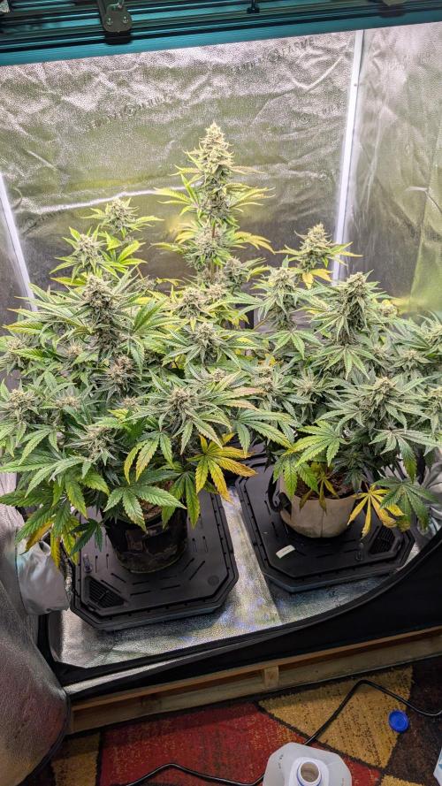 Tahoe OG Kush. Week 12