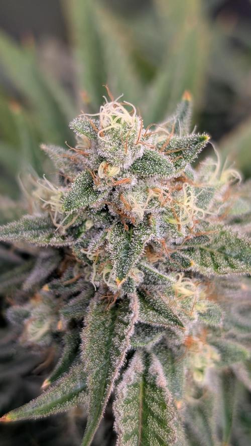 Tahoe OG Kush - 12/12 Reg Grow. Week 12