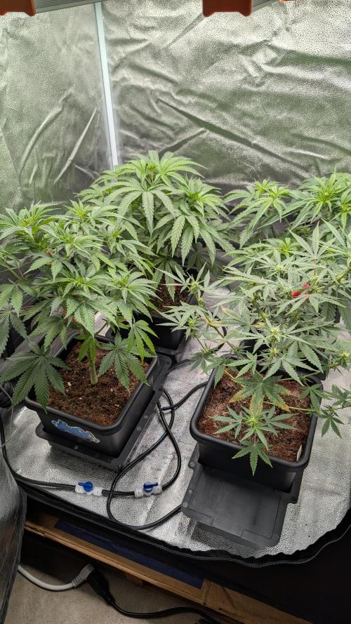 Sparkle Farts. Week 7