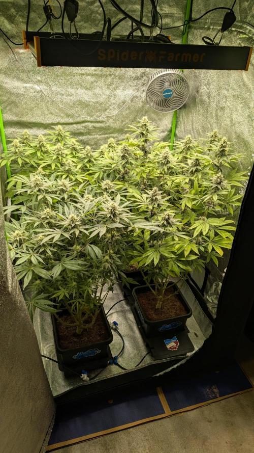Rotten Berries. Week 12