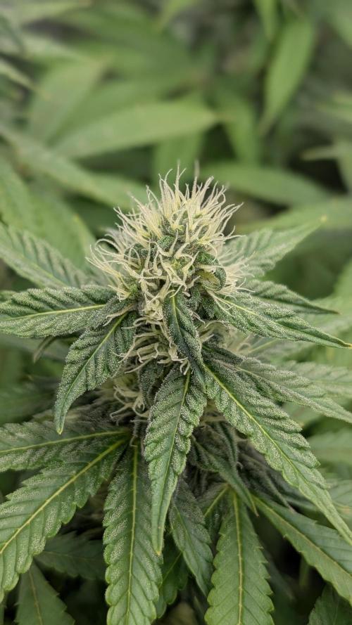 Rotten Berries. Week 12