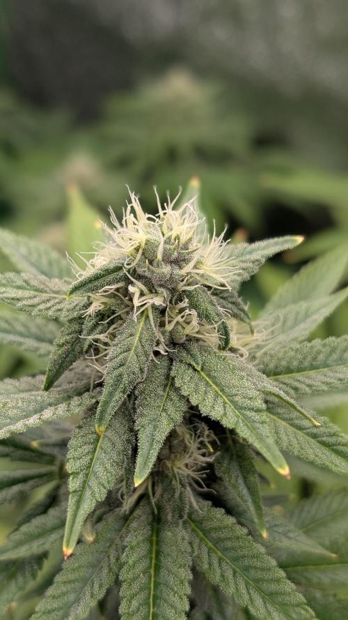 Rotten Berries. Week 12