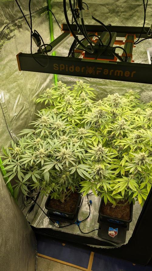 Rotten Berries. Week 12