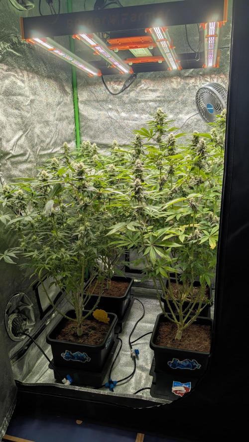 Rotten Berries. Week 12
