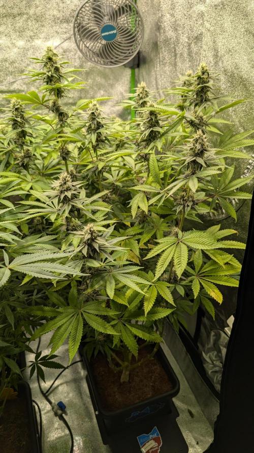Rotten Berries. Week 12