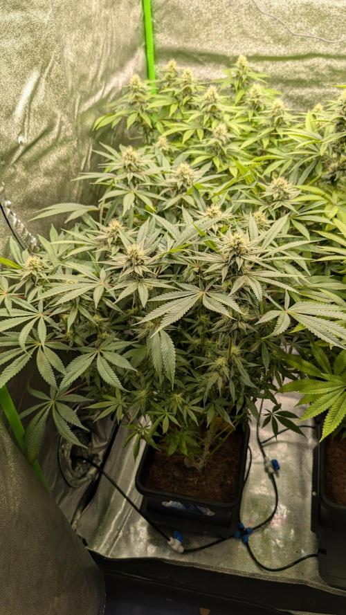 Rotten Berries. Week 12