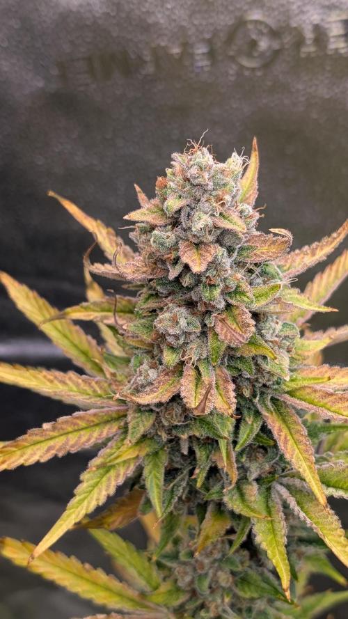 Tahoe OG Kush - 12/12 Reg Grow. Week 13