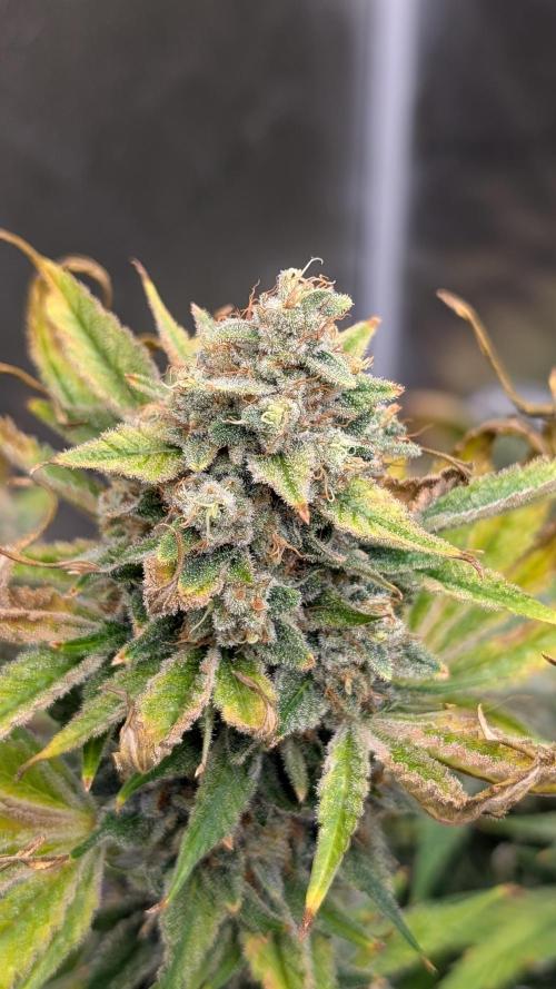 Tahoe OG Kush - 12/12 Reg Grow. Week 13