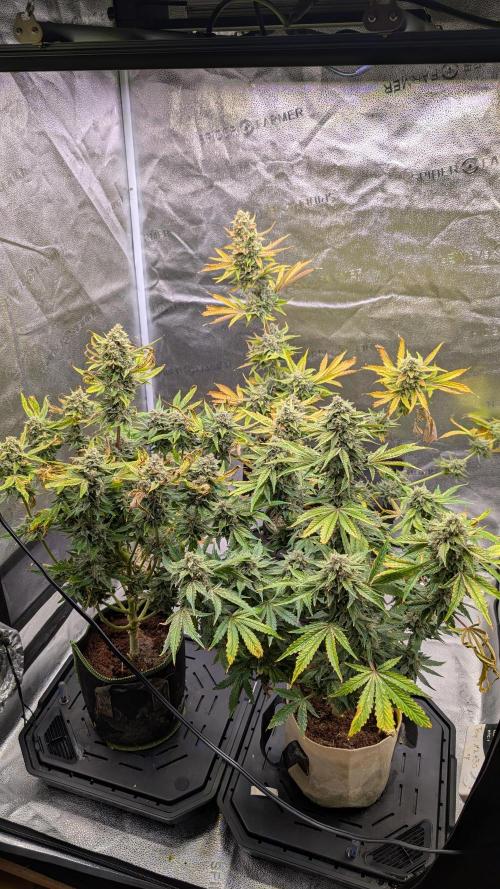 Tahoe OG Kush - 12/12 Reg Grow. Week 13