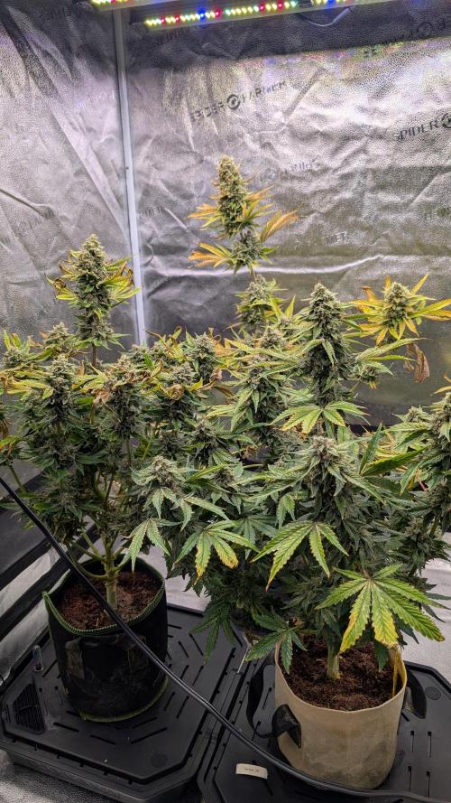 Tahoe OG Kush - 12/12 Reg Grow. Week 13