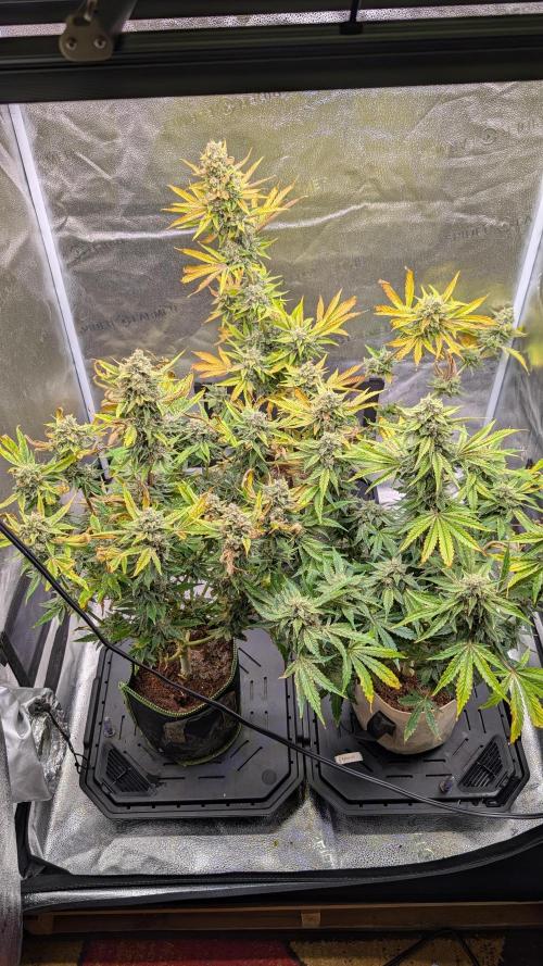 Tahoe OG Kush - 12/12 Reg Grow. Week 13