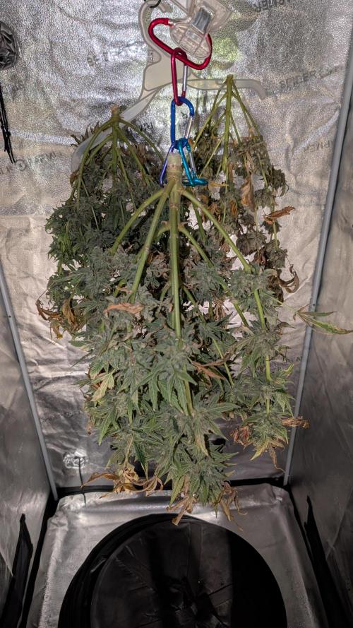 Tahoe OG Kush - 12/12 Reg Grow. Week 14