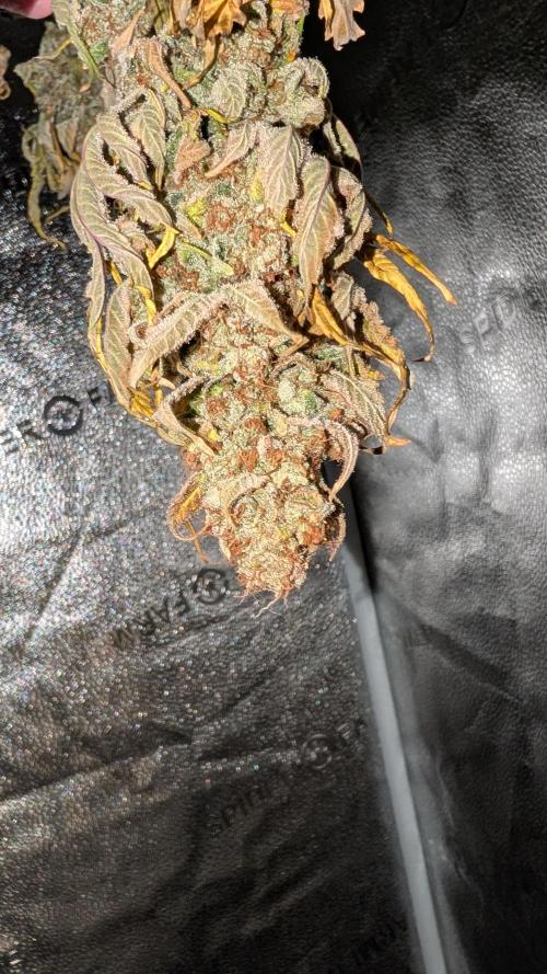 Tahoe OG Kush - 12/12 Reg Grow. Week 14