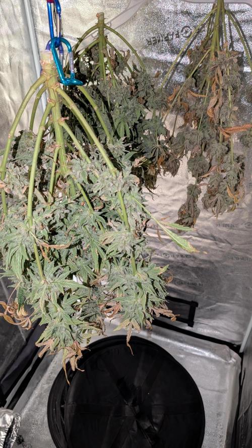 Tahoe OG Kush - 12/12 Reg Grow. Week 14