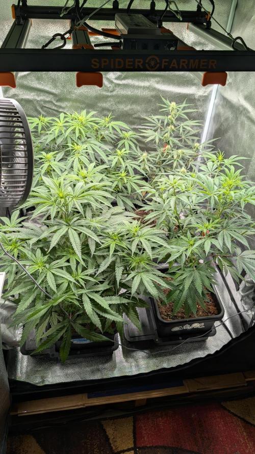Sparkle Farts. Week 8