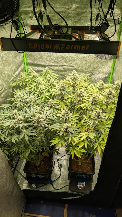 Rotten Berries. Week 13