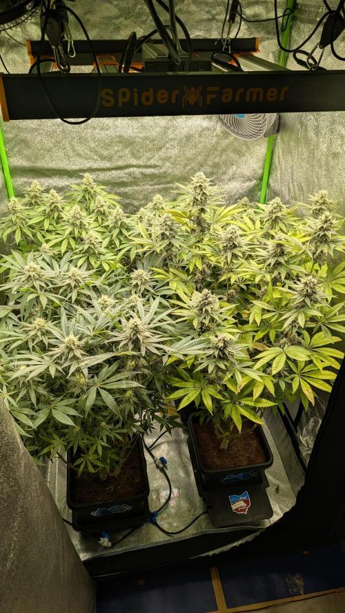 Rotten Berries. Week 13