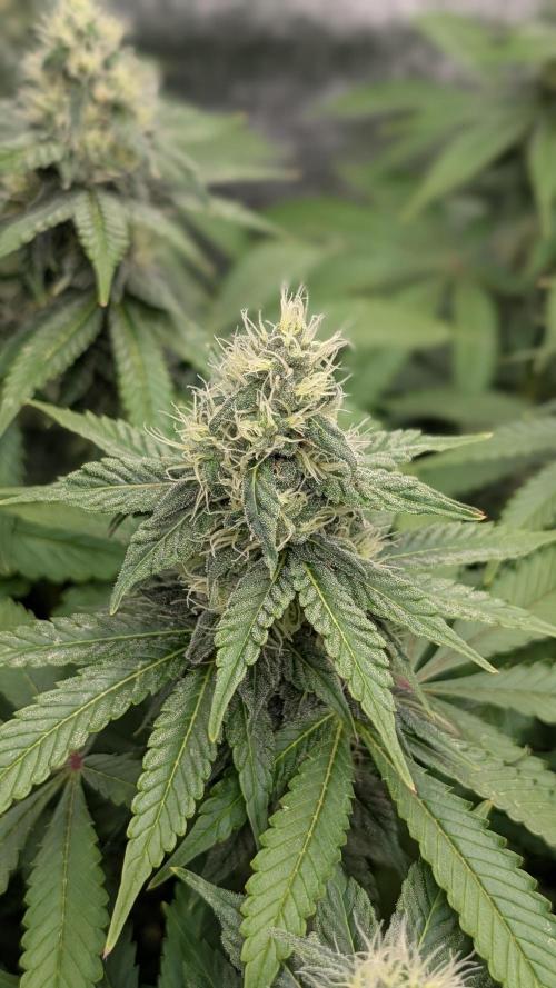 Rotten Berries. Week 13