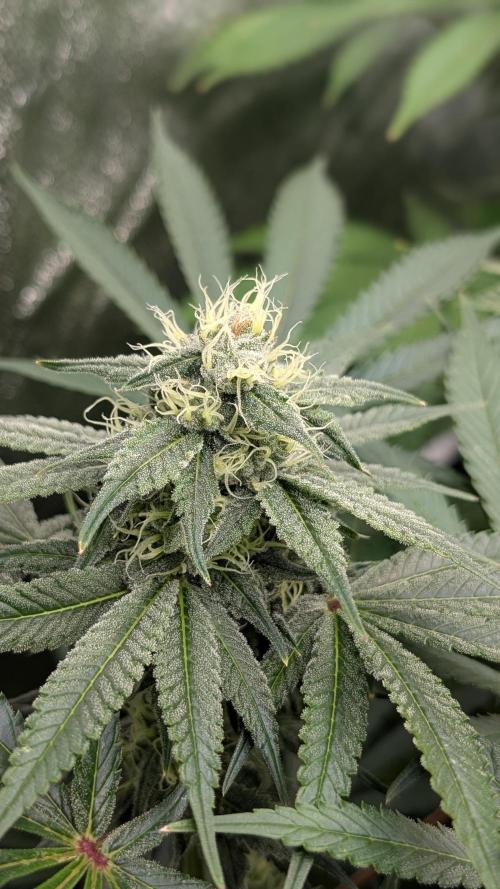 Rotten Berries. Week 13