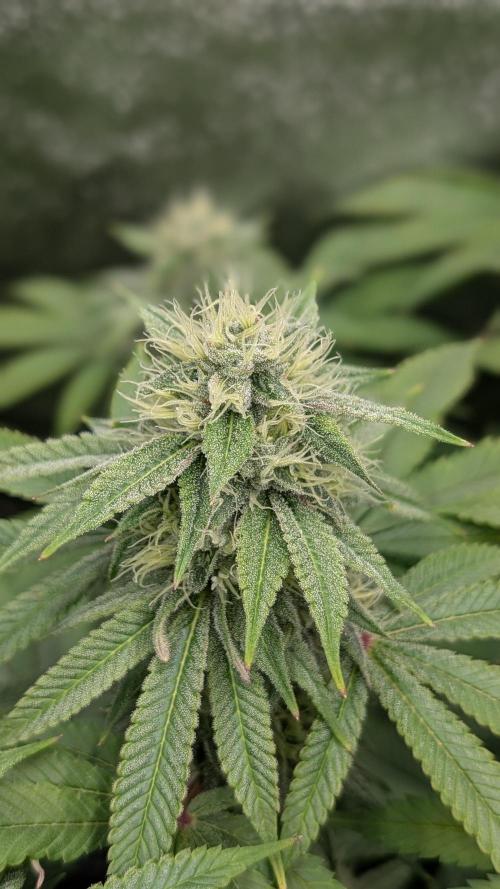 Rotten Berries. Week 13