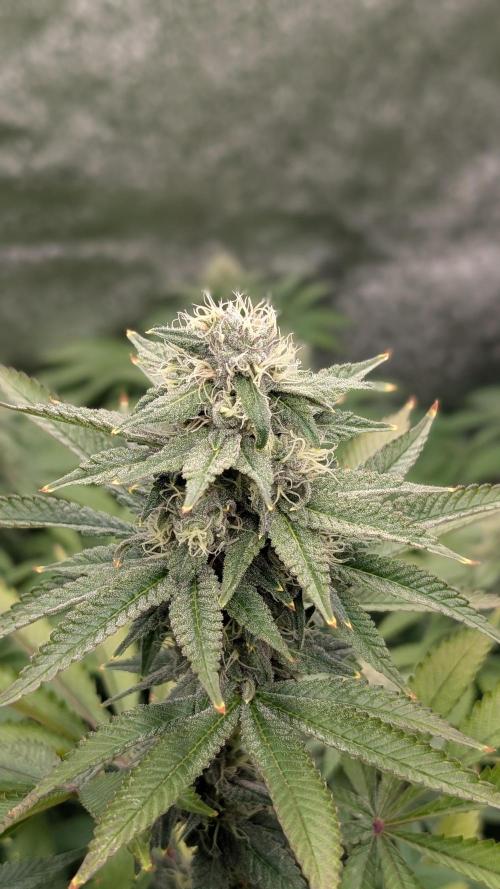 Rotten Berries. Week 13