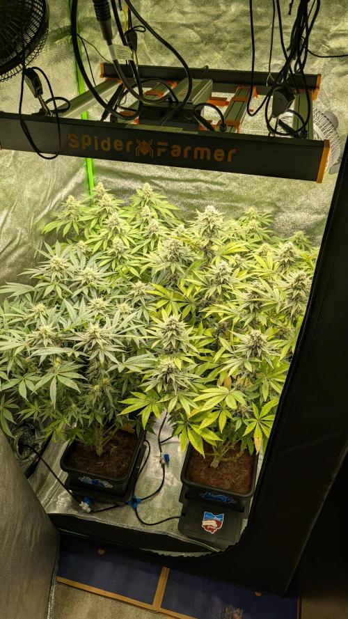 Rotten Berries. Week 13