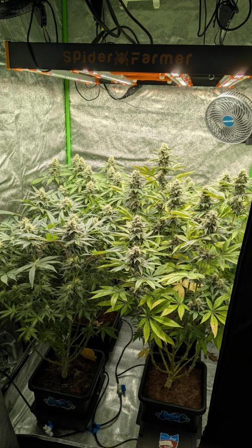 Rotten Berries. Week 13