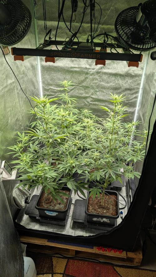 Sparkle Farts. Week 9
