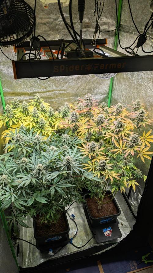 Rotten Berries. Week 14